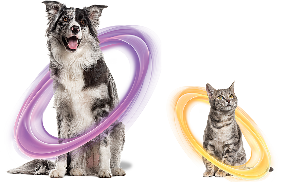 NexGard Spectra | NexGard Combo